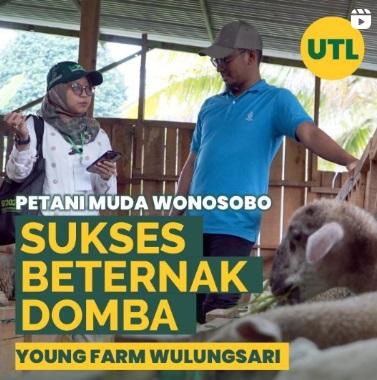 Wonosobo Young Farmers Succeed in Raising Sheep (UTL Coverage in the 2023 Agricultural Census)